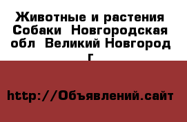 Животные и растения Собаки. Новгородская обл.,Великий Новгород г.